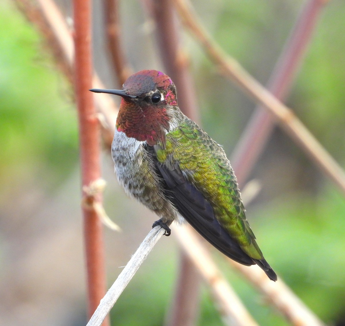 Anna's Hummingbird - ML623962952