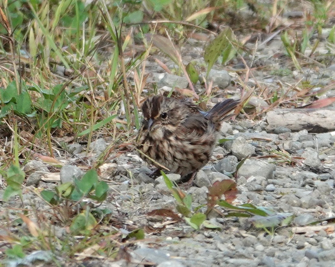 Song Sparrow - ML623962953