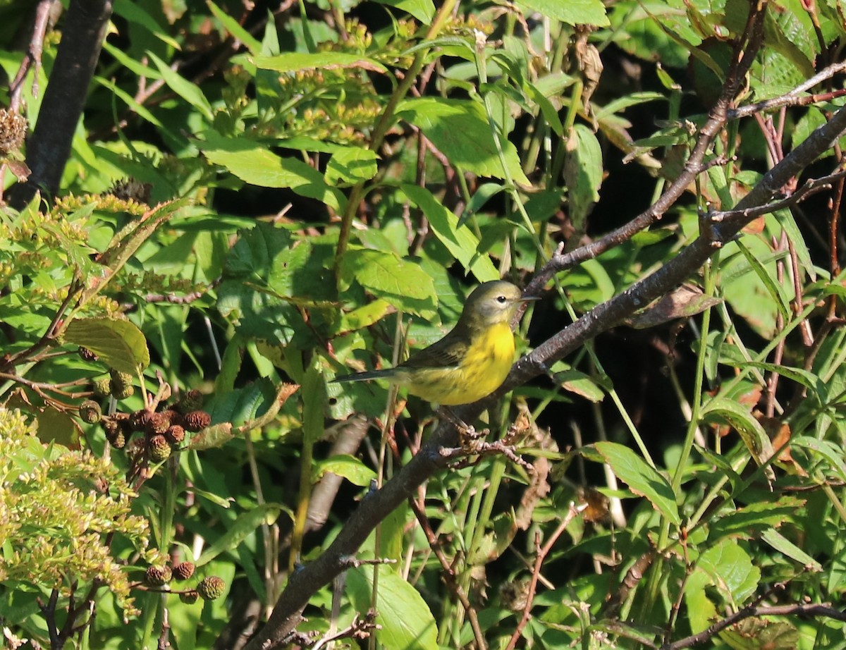 Prairie Warbler - ML623962955