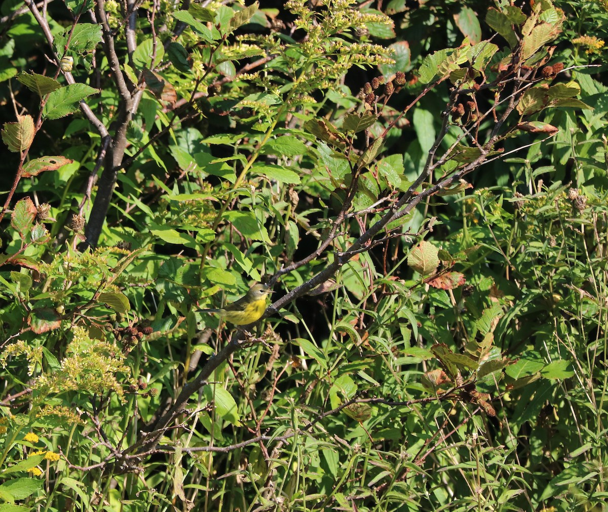 Prairie Warbler - ML623962957