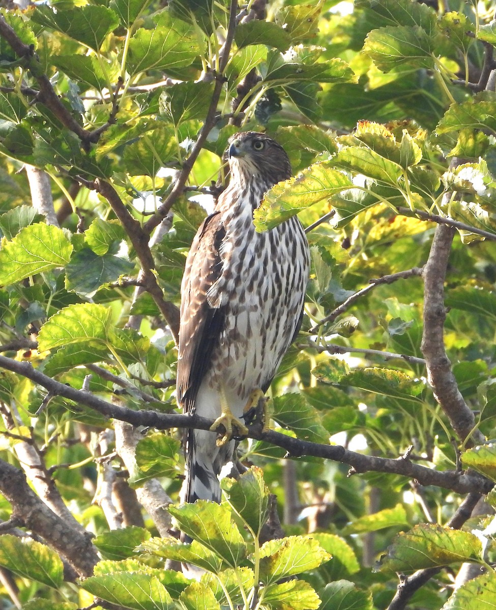 Cooper's Hawk - ML623962960