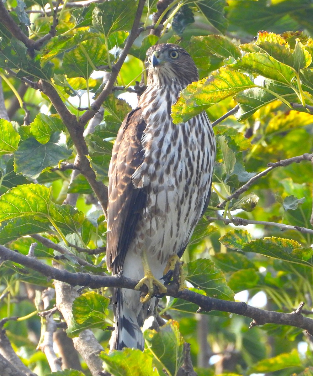 Cooper's Hawk - ML623962961