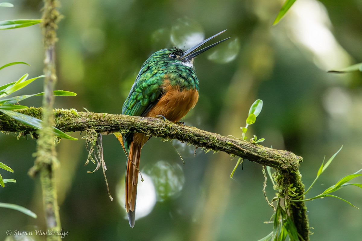 Rufous-tailed Jacamar - ML623962963