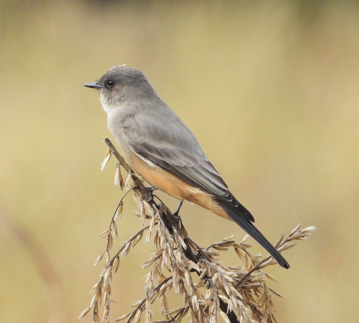 Say's Phoebe - ML623962972
