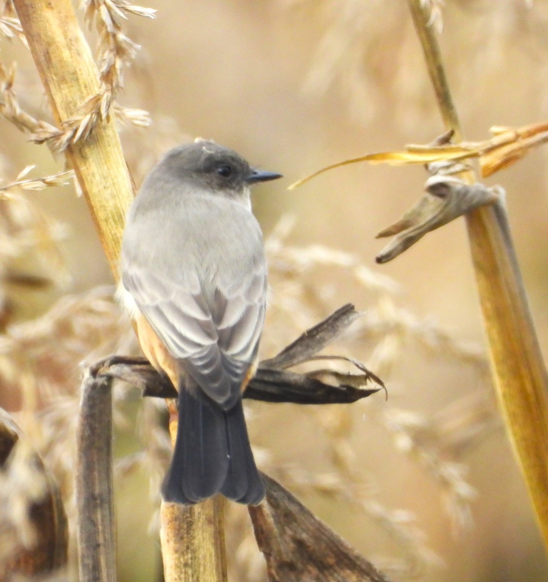 Say's Phoebe - ML623962973