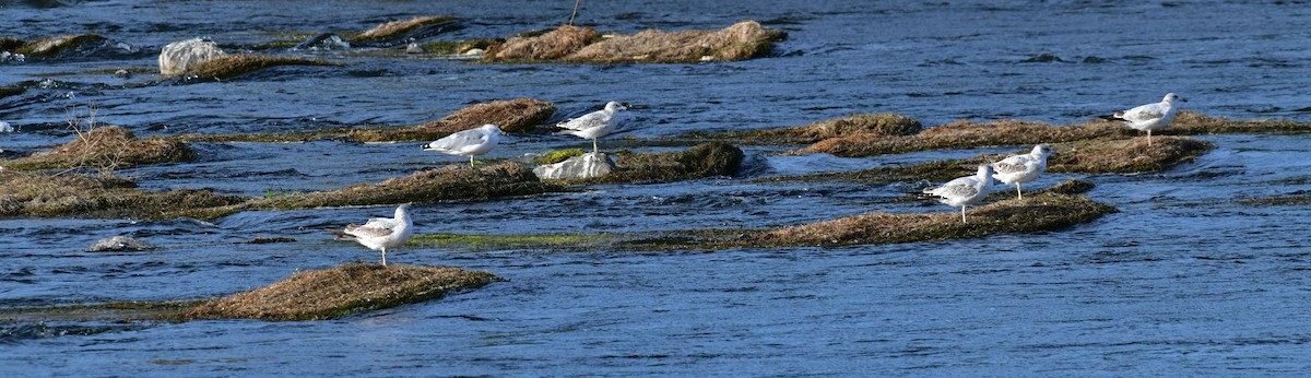 Ring-billed Gull - ML623962974