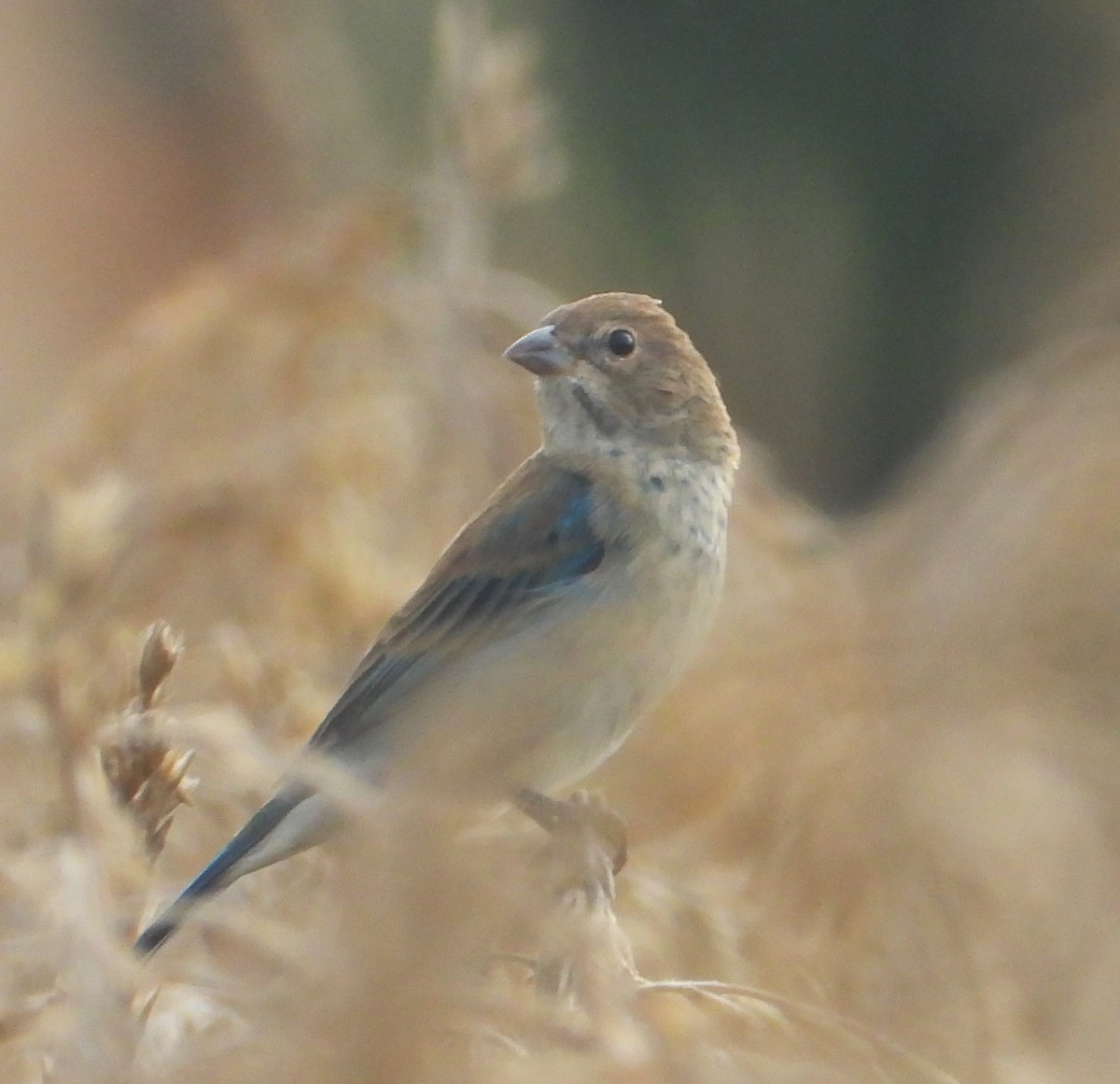 Indigo Bunting - ML623962994