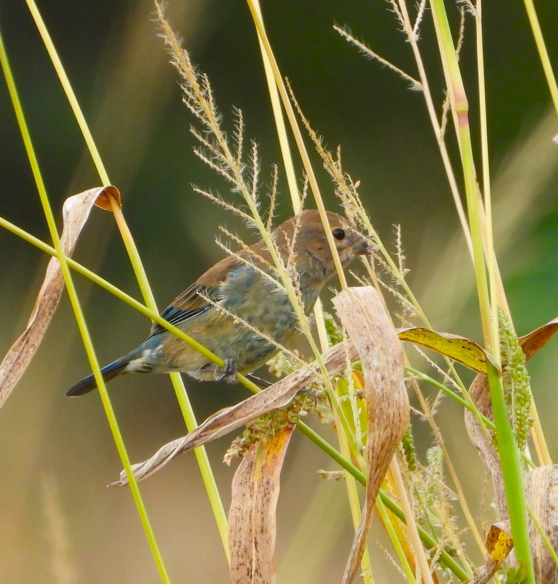Indigo Bunting - ML623962995