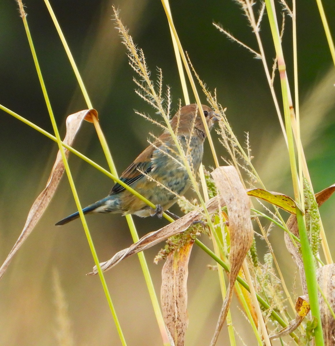 Indigo Bunting - ML623962996
