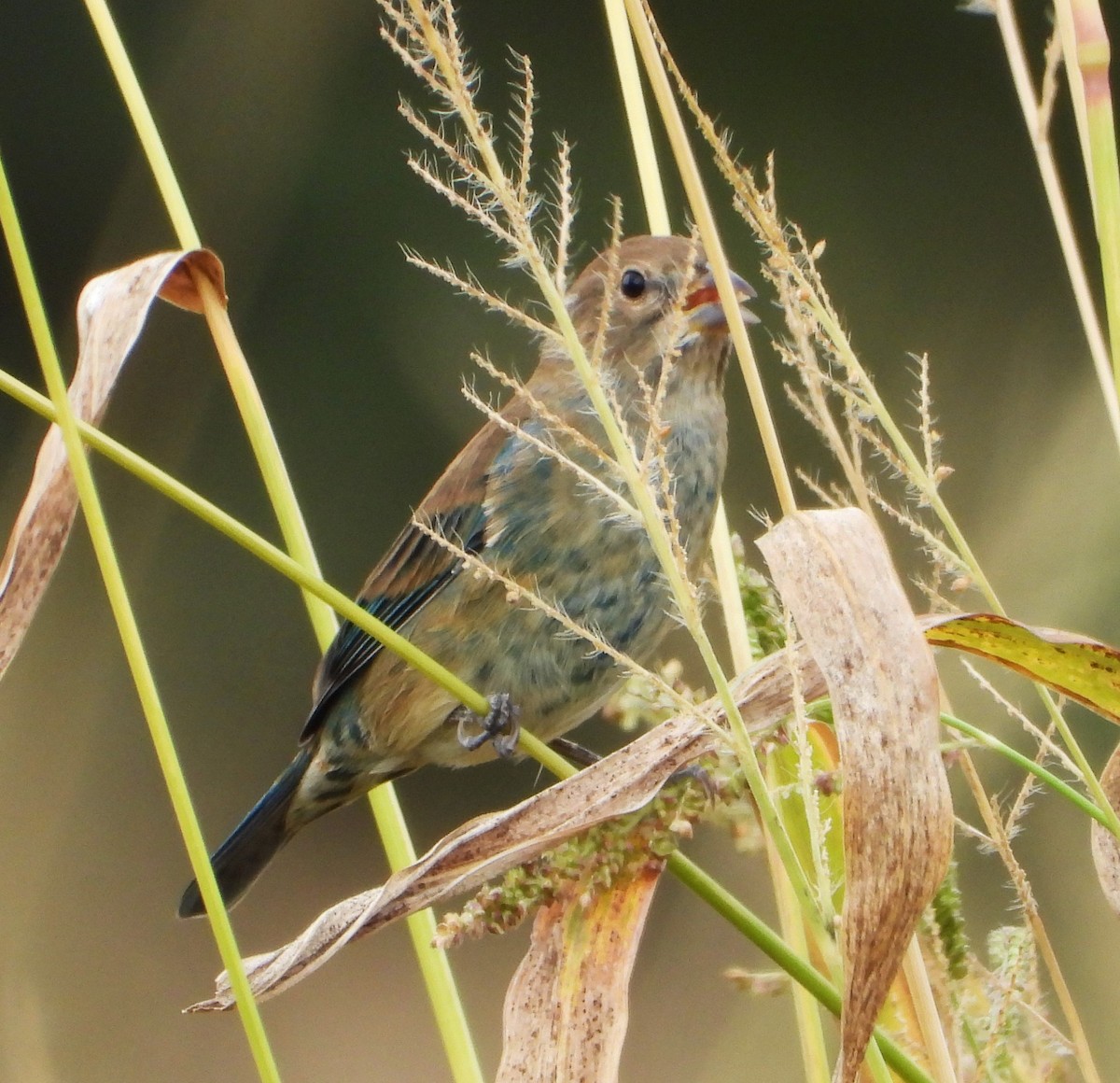 Indigo Bunting - ML623962997