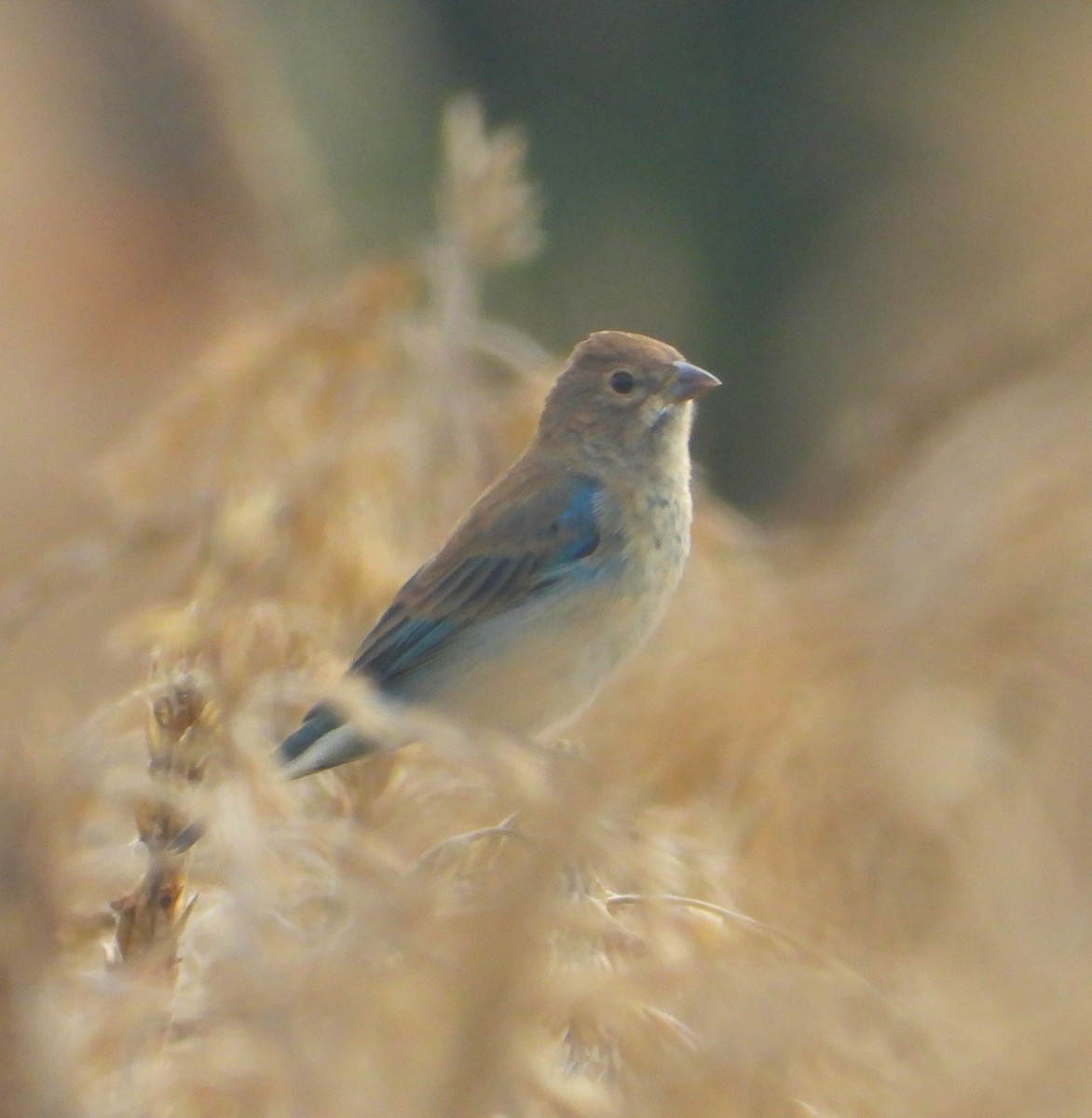 Indigo Bunting - ML623962998