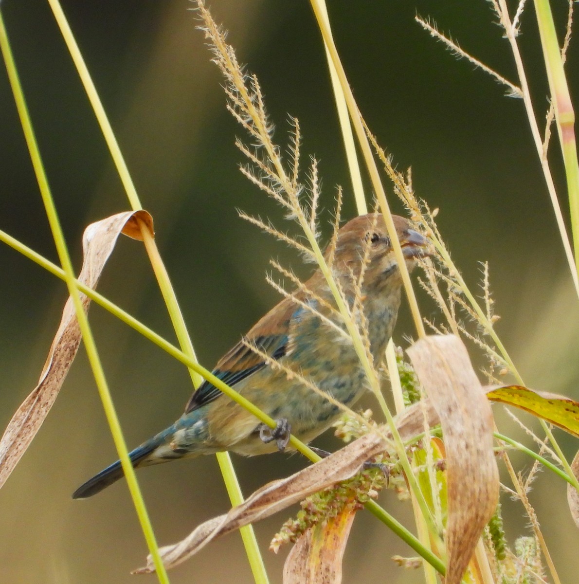 Indigo Bunting - ML623963000