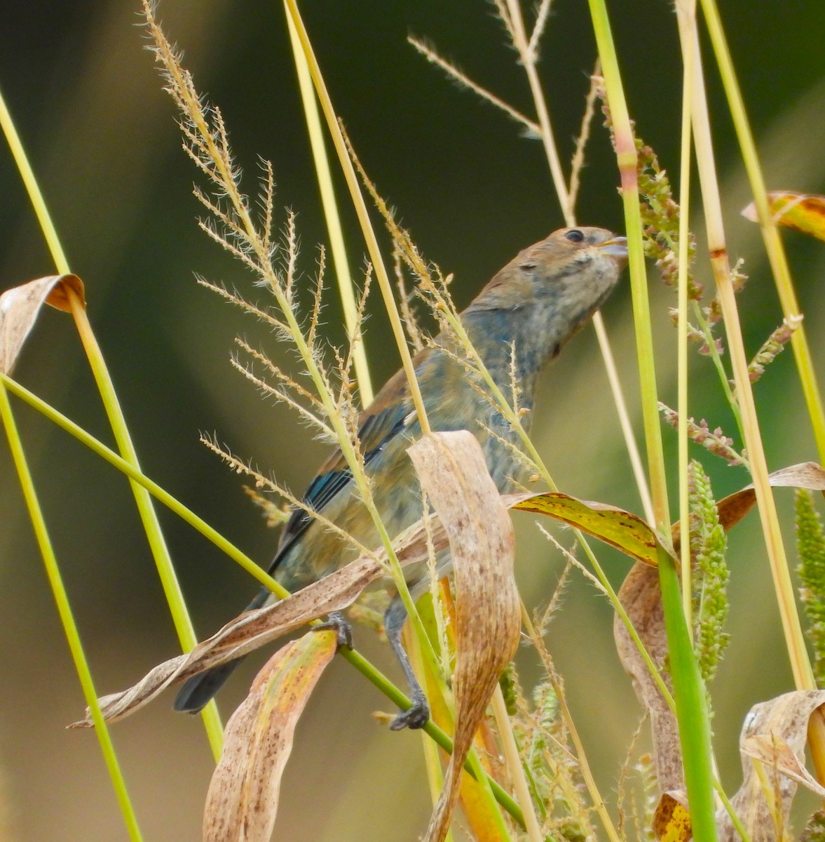 Indigo Bunting - ML623963001