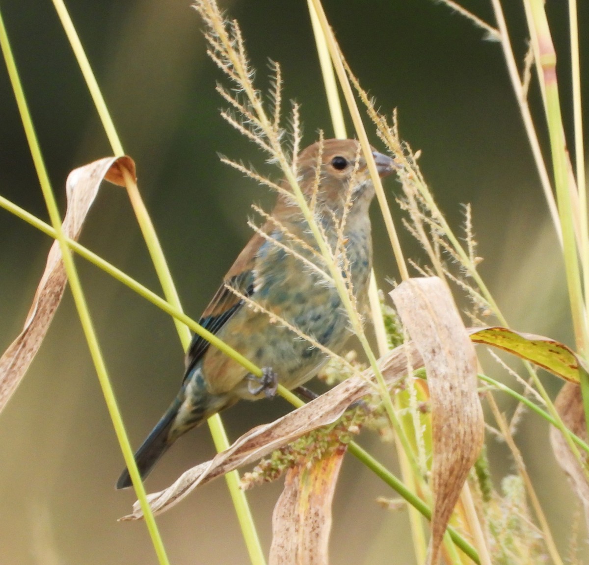 Indigo Bunting - ML623963002