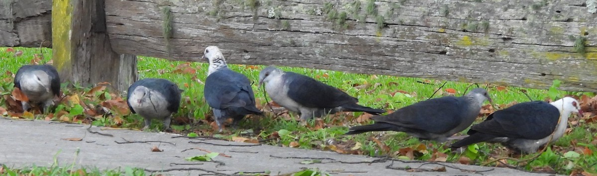 White-headed Pigeon - ML623963010