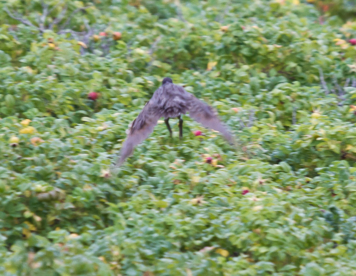 Clapper Rail (Atlantic Coast) - ML623963014