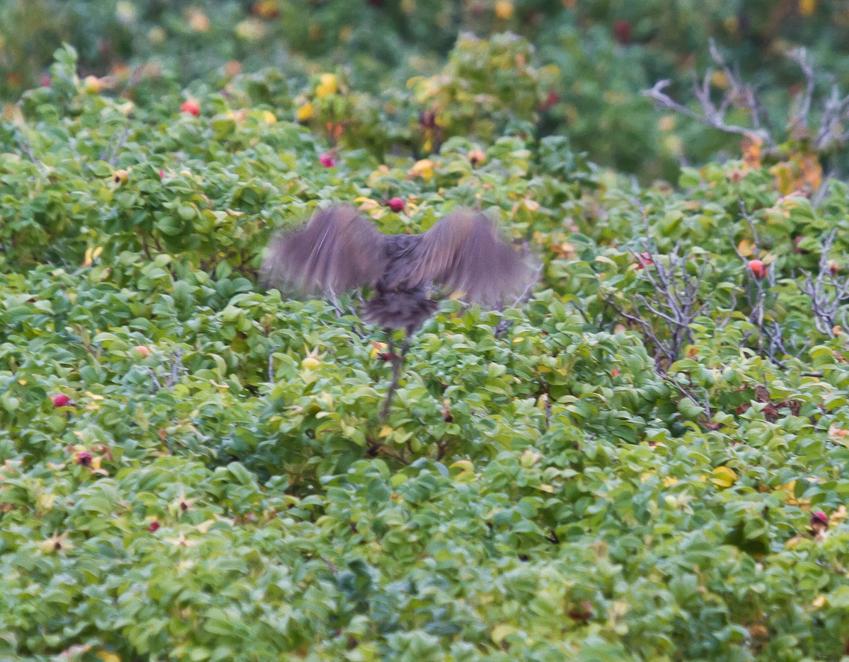 Clapper Rail (Atlantic Coast) - ML623963015