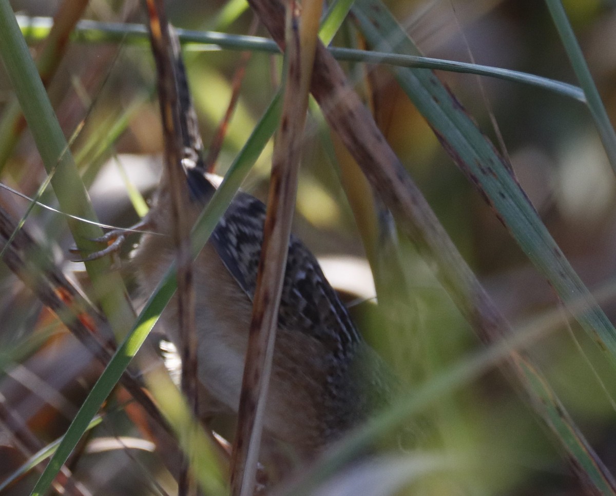 Sedge Wren - ML623963016