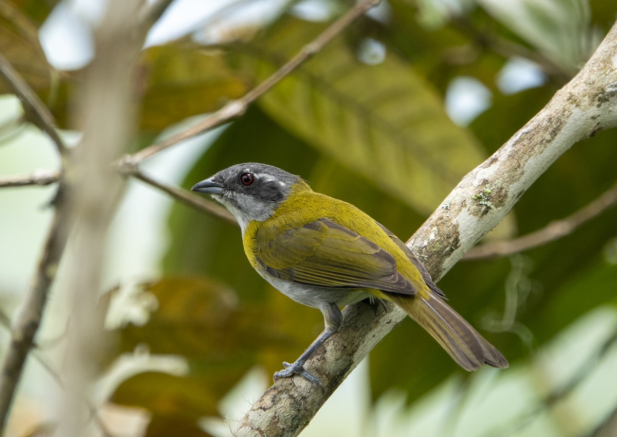 Ashy-throated Chlorospingus - ML623963021