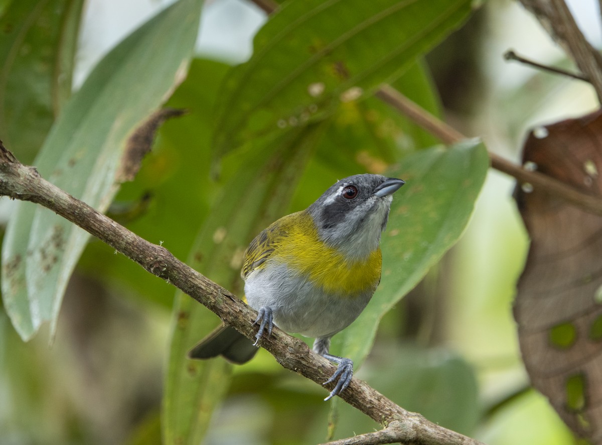 Ashy-throated Chlorospingus - ML623963022