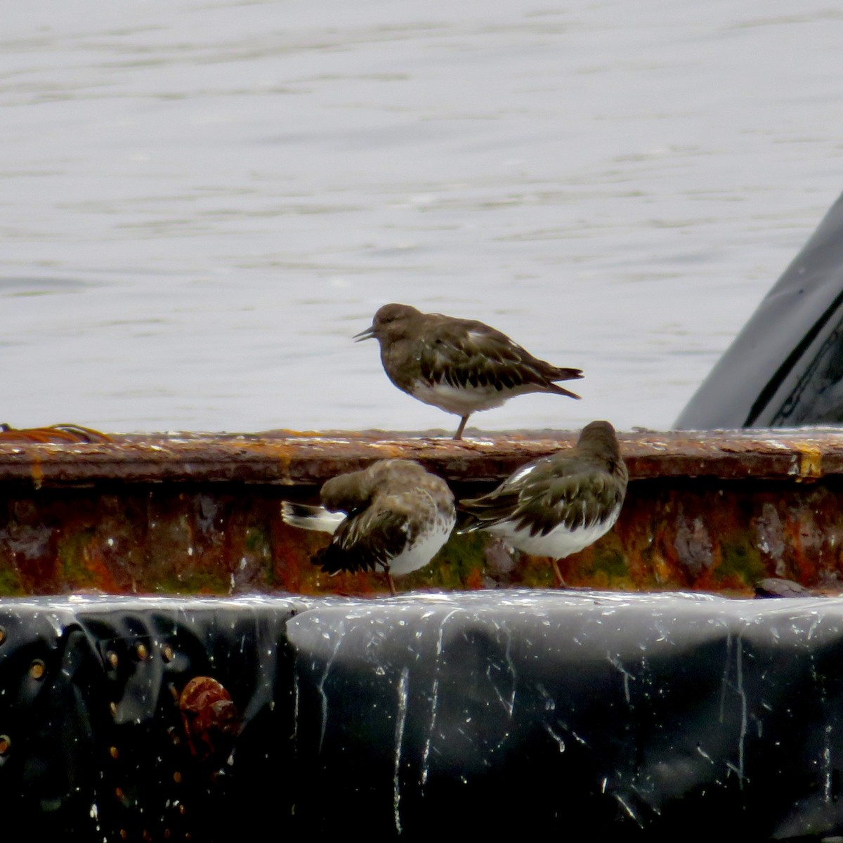 Black Turnstone - ML623963028