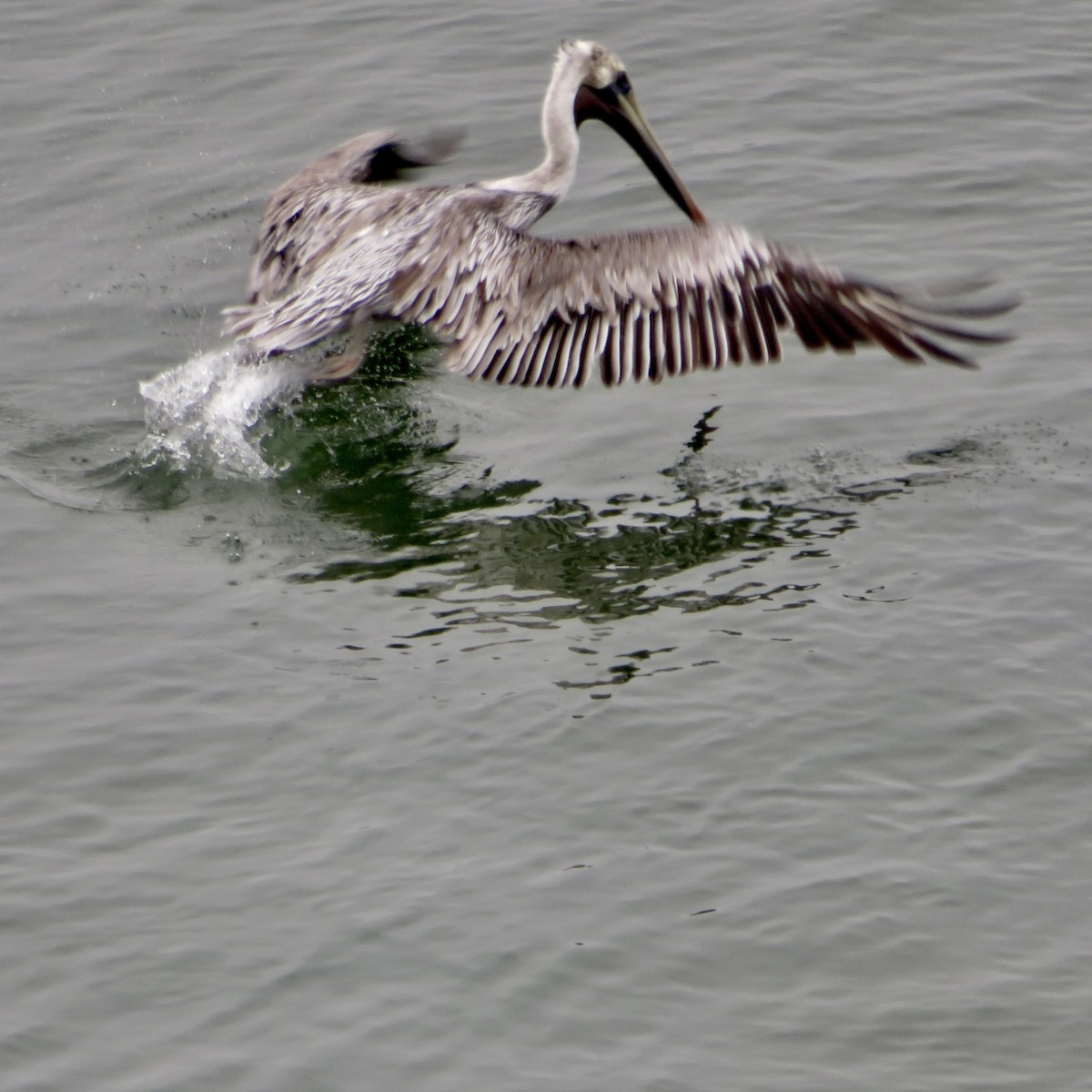 Brown Pelican - ML623963034