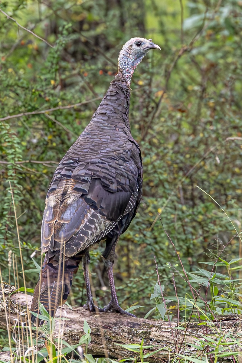 Wild Turkey - ML623963038