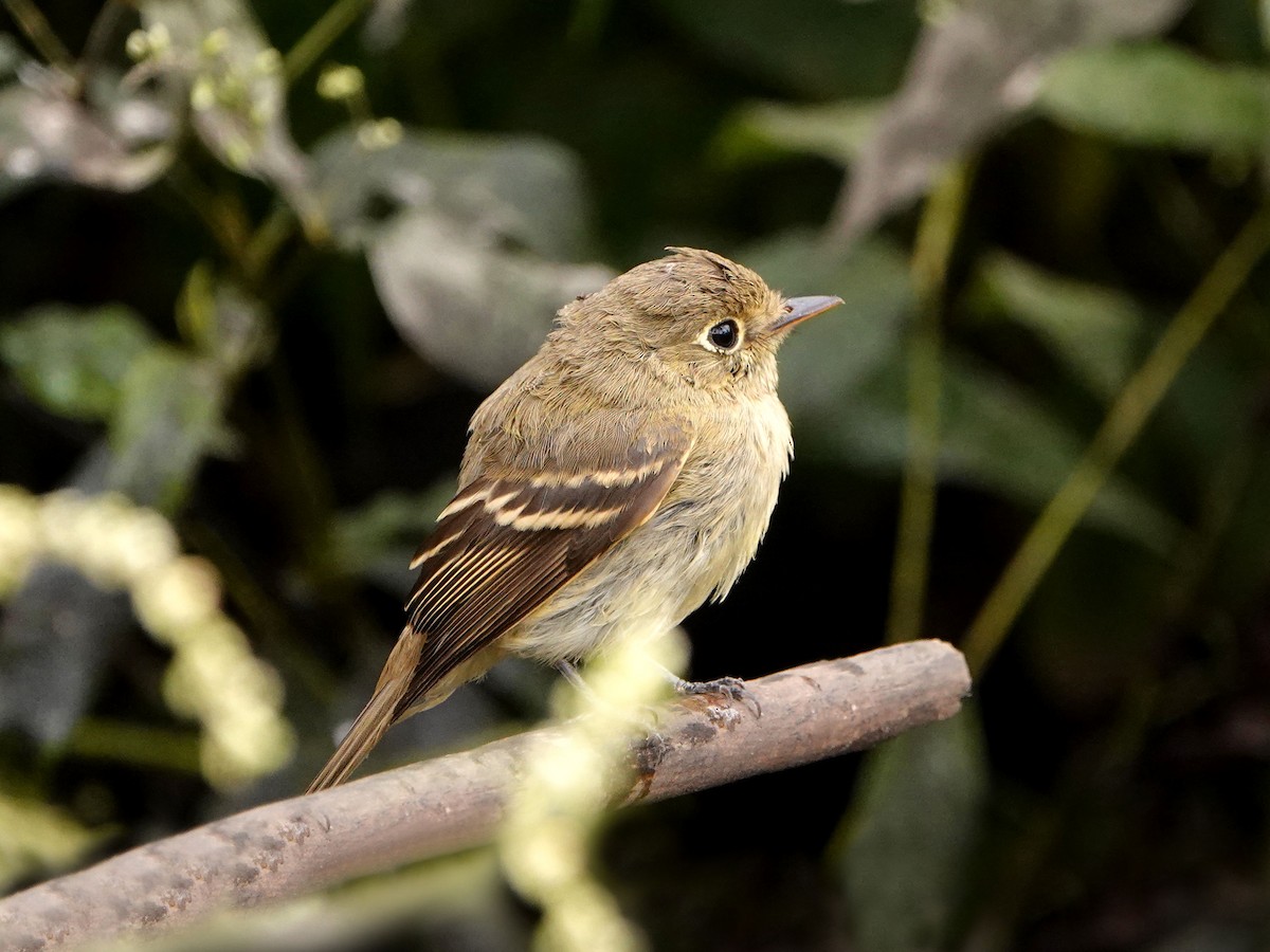 Western Flycatcher (Pacific-slope) - ML623963044