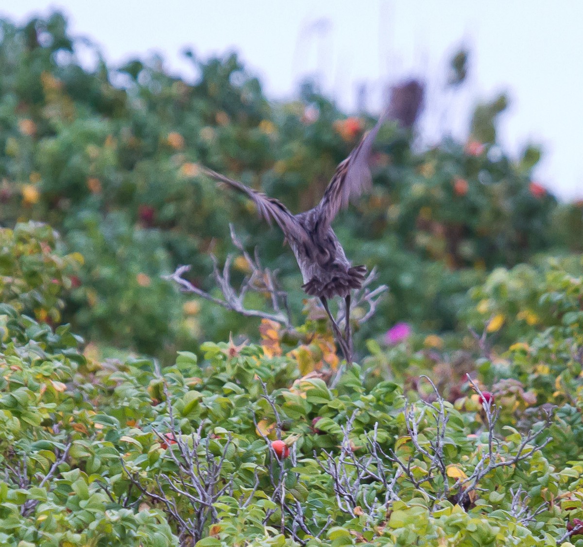 Clapper Rail (Atlantic Coast) - ML623963053