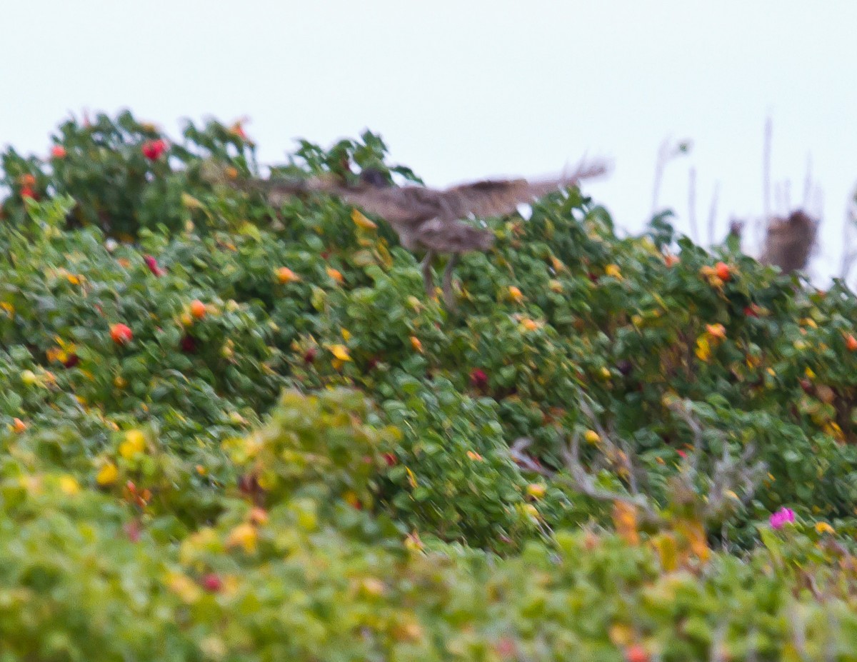 Clapper Rail (Atlantic Coast) - ML623963054