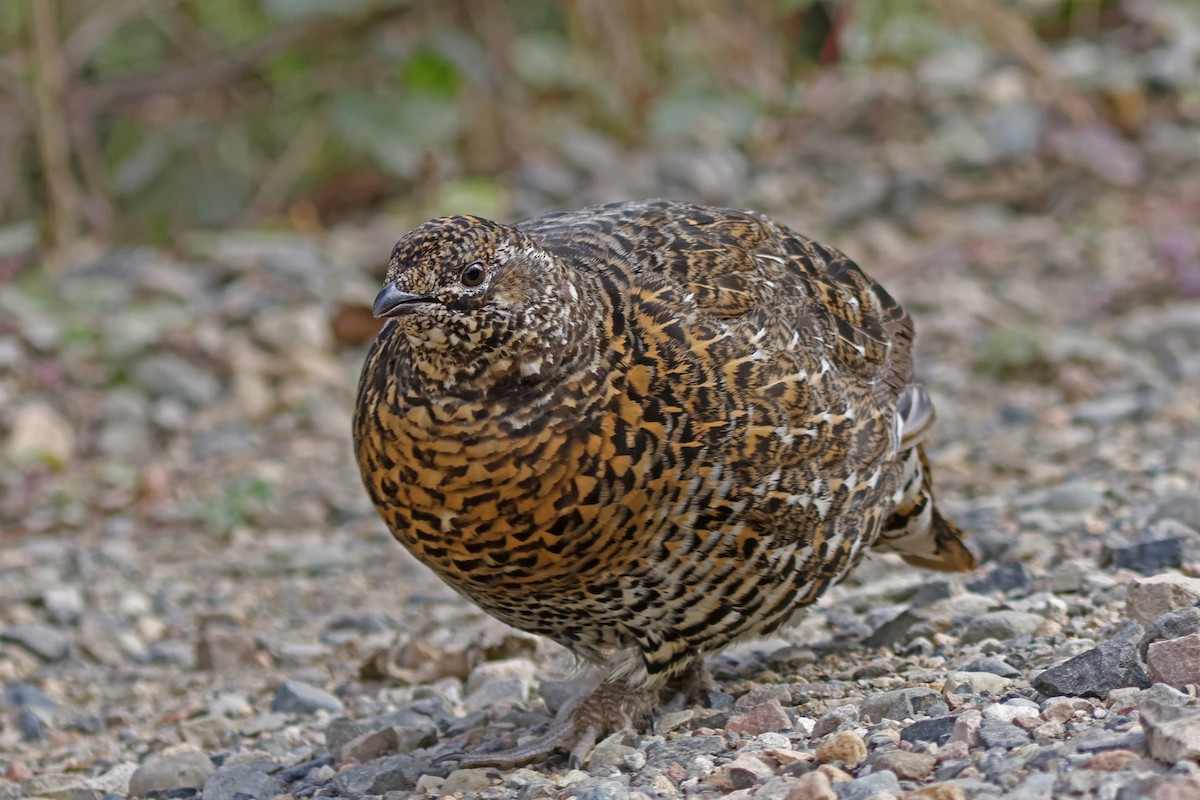 Spruce Grouse - ML623963063