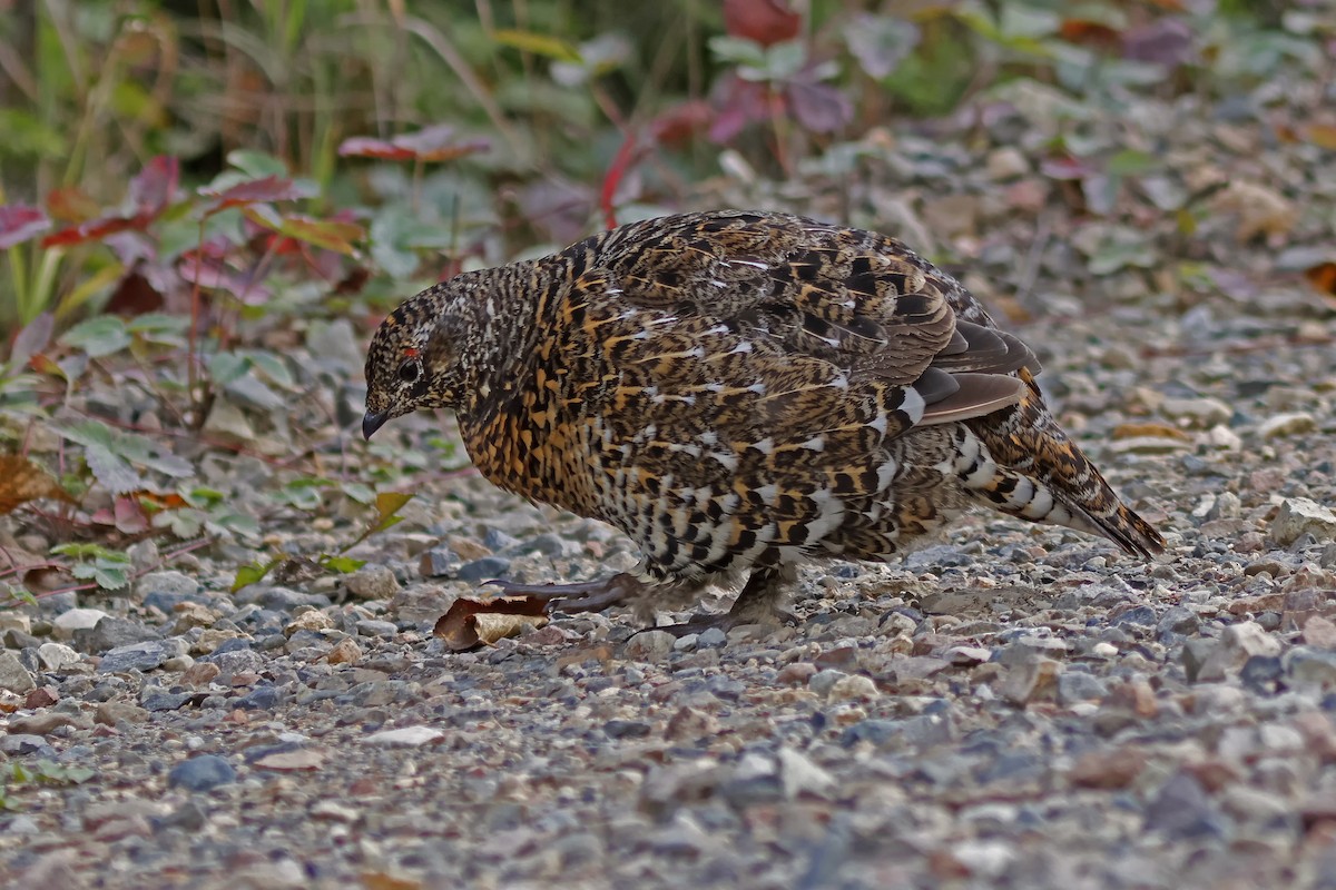 Spruce Grouse - ML623963064