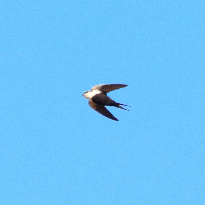 White-backed Swallow - ML623963072