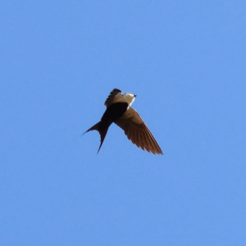 White-backed Swallow - ML623963073