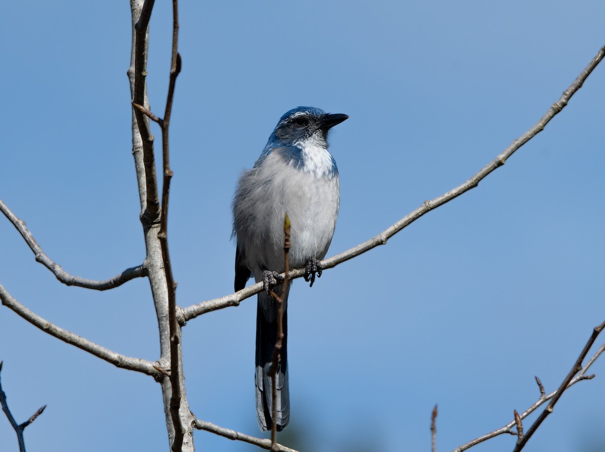 California Scrub-Jay - ML623963086