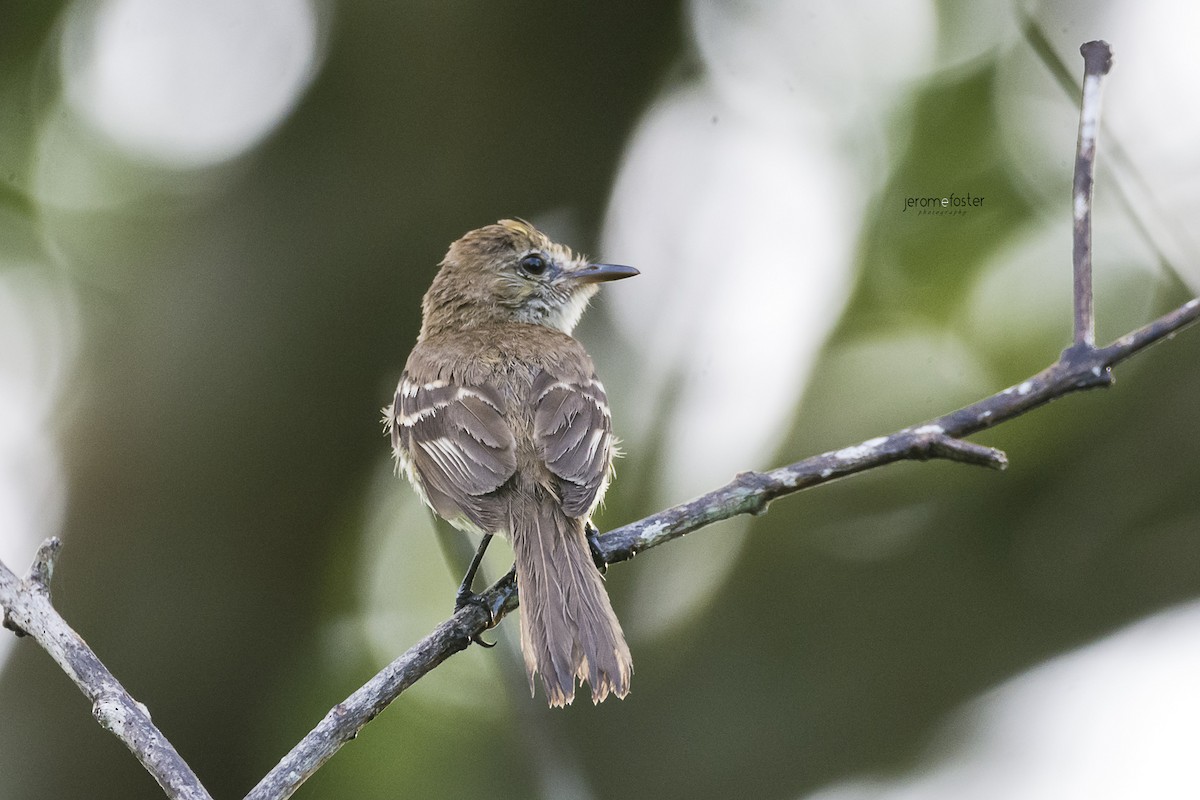 Bran-colored Flycatcher - ML62396311