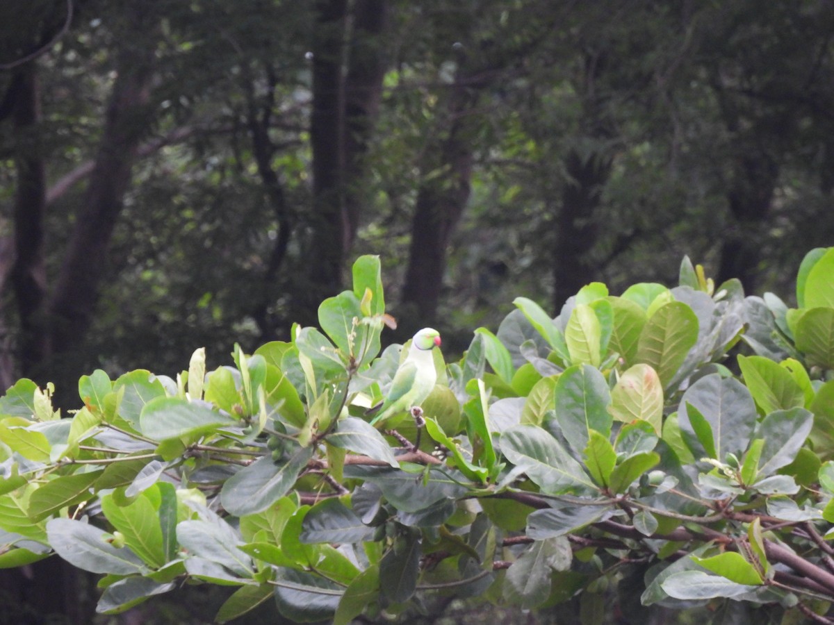 Rose-ringed Parakeet - ML623963113