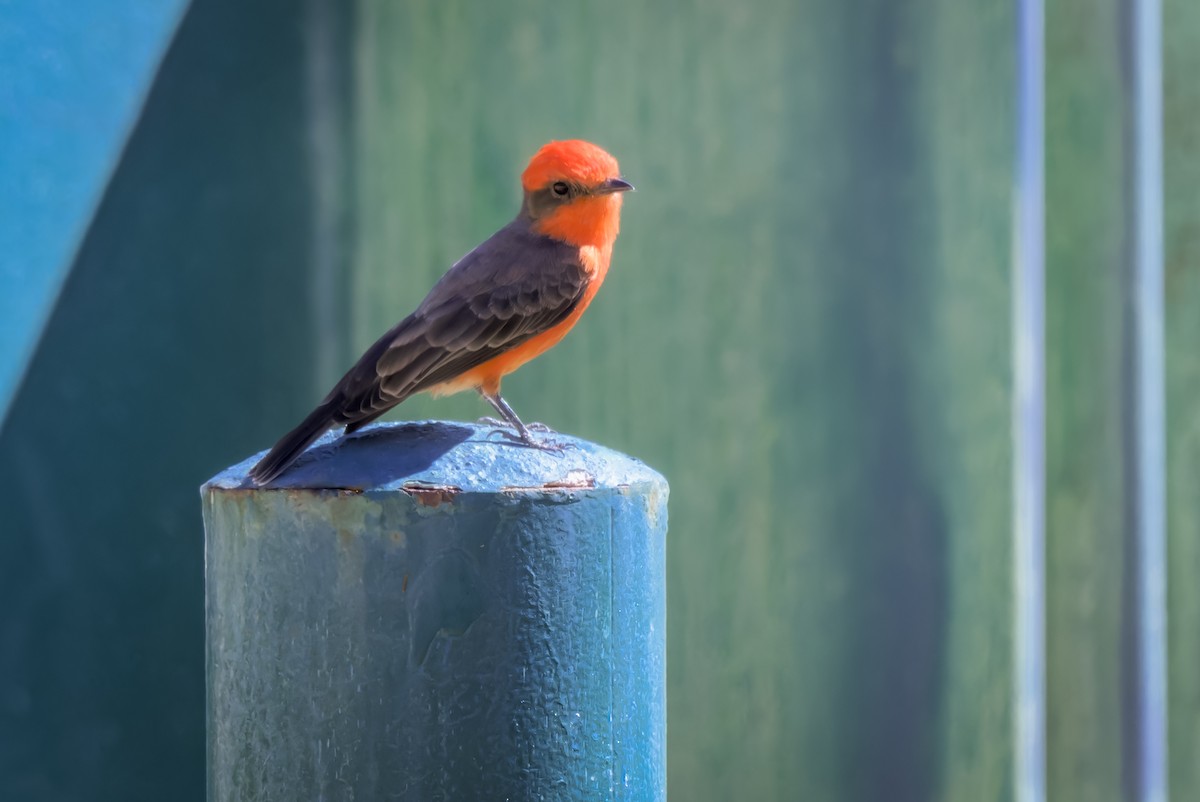 Vermilion Flycatcher - ML623963116