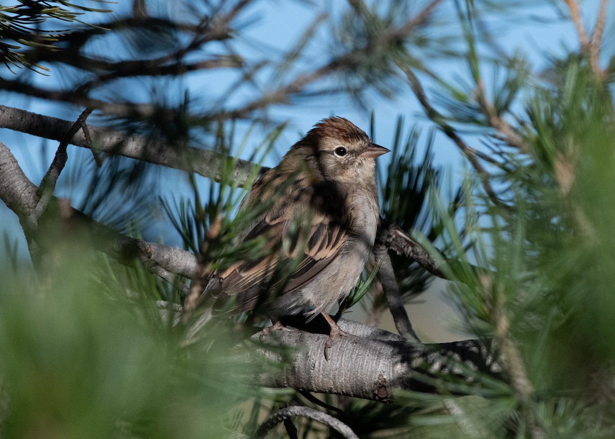 Chipping Sparrow - ML623963124