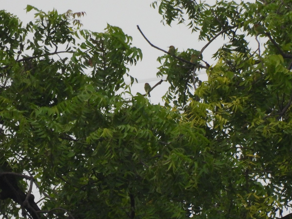 Asian Green Bee-eater - ML623963125