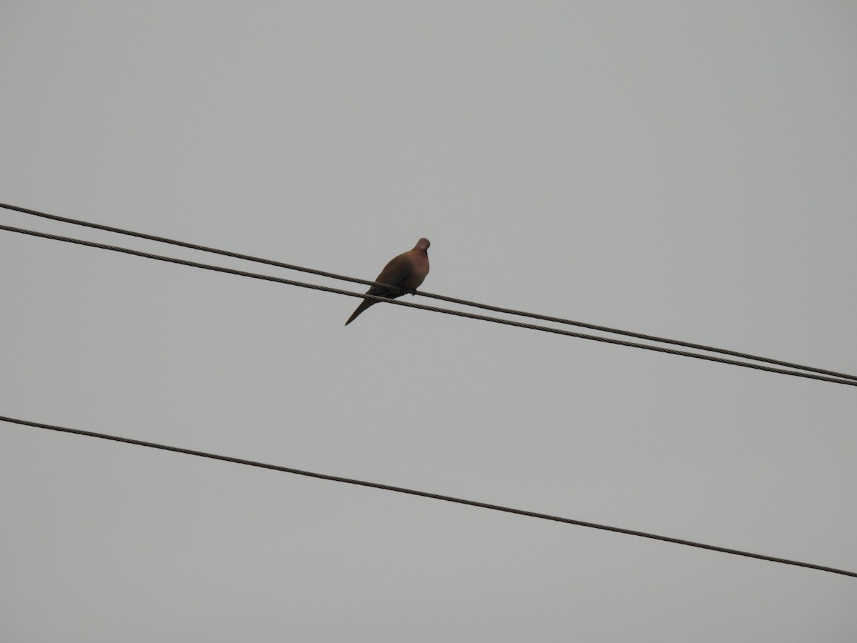 Laughing Dove - ML623963134