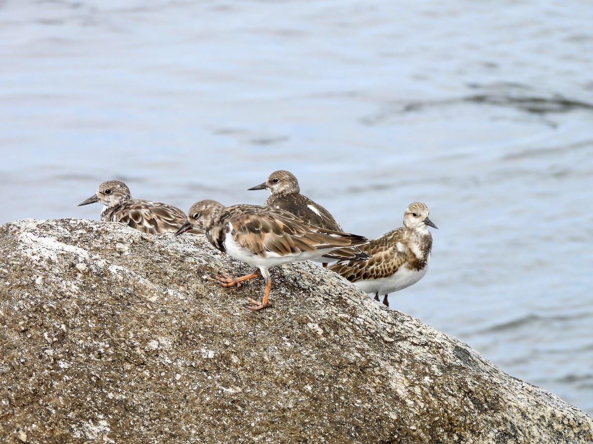 Ruddy Turnstone - ML623963179