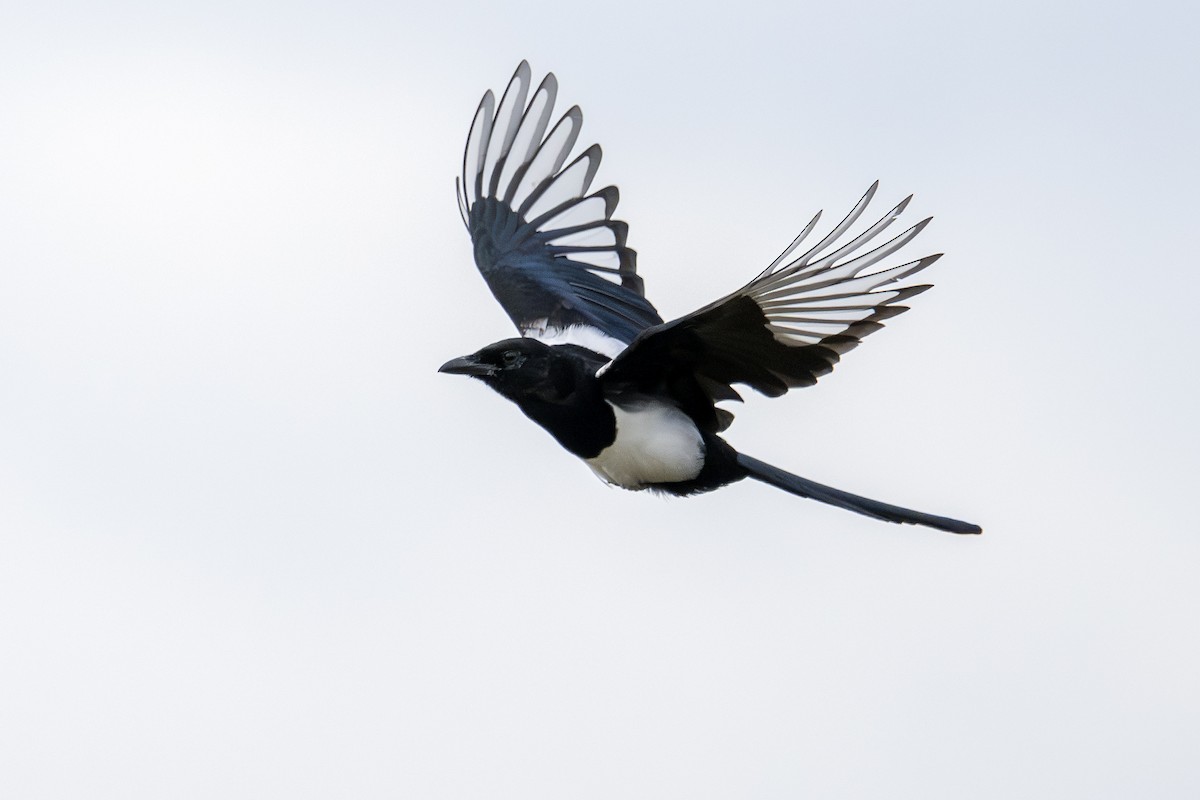 Black-billed Magpie - ML623963181