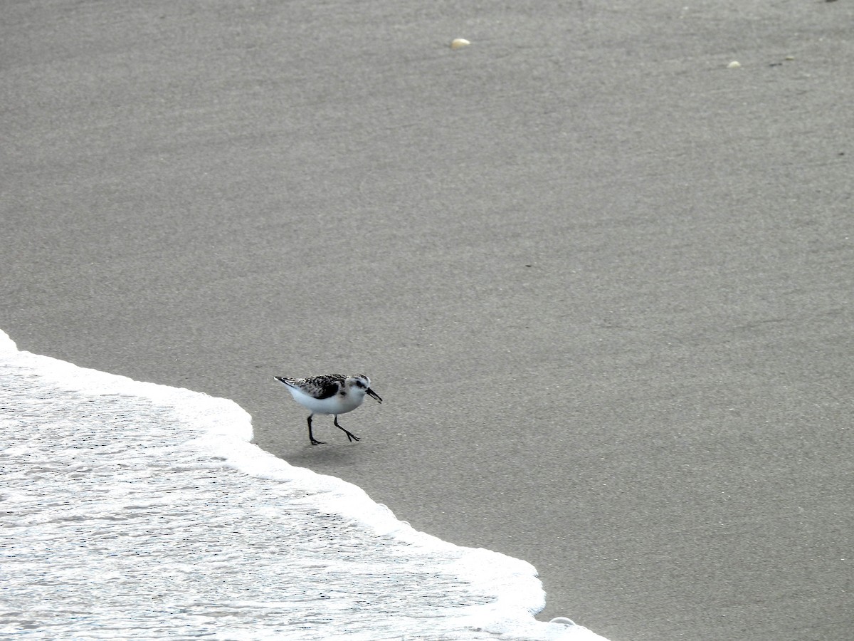 Sanderling - nikki bryer-kraft