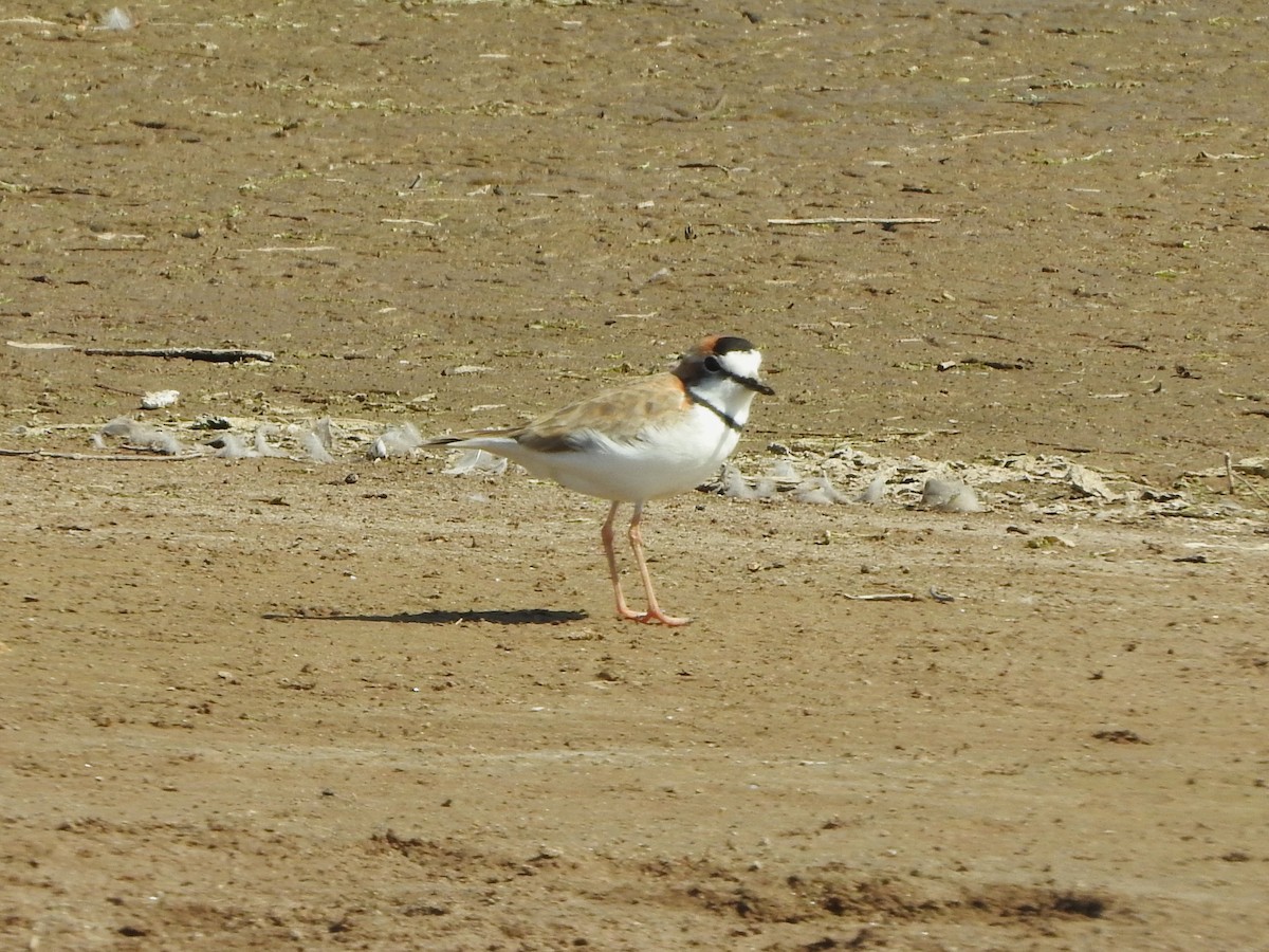 Collared Plover - ML623963200