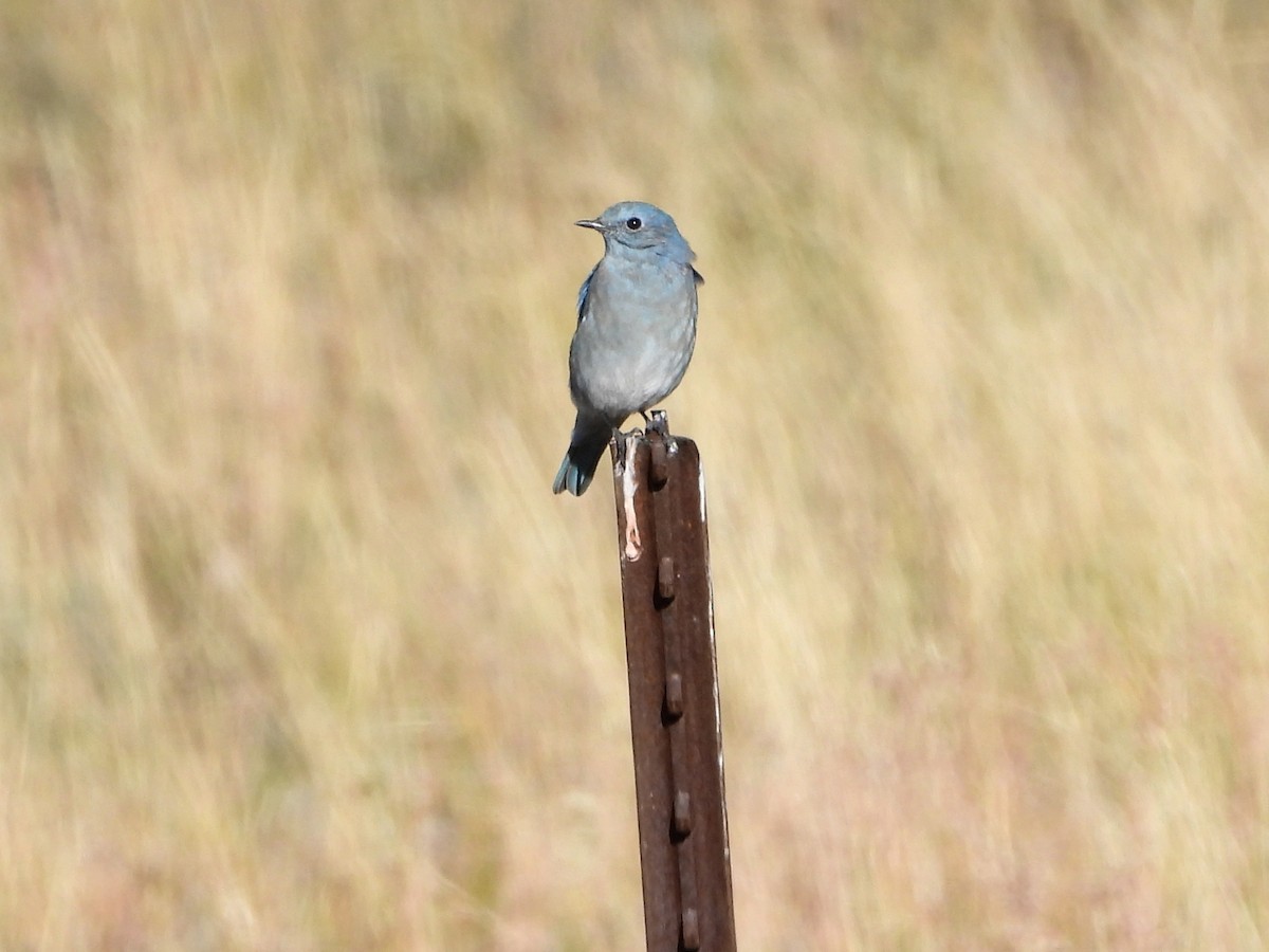 Mountain Bluebird - ML623963208