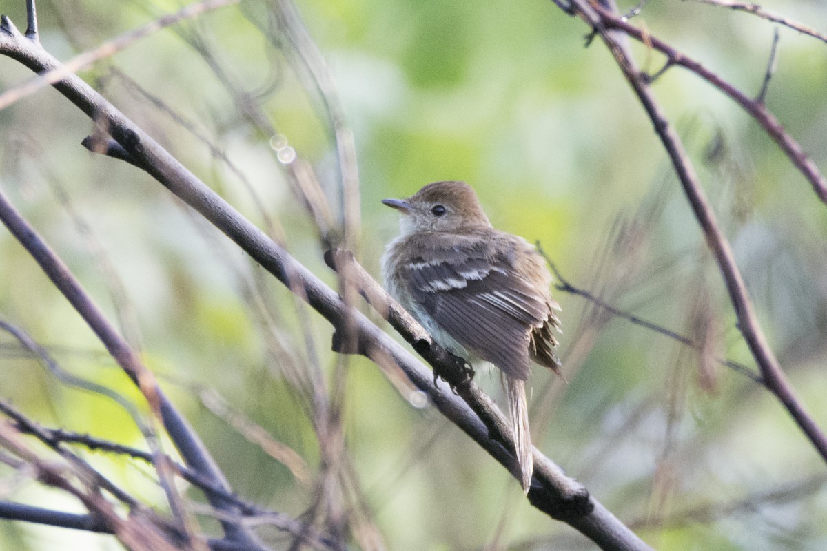 Bran-colored Flycatcher - ML62396321