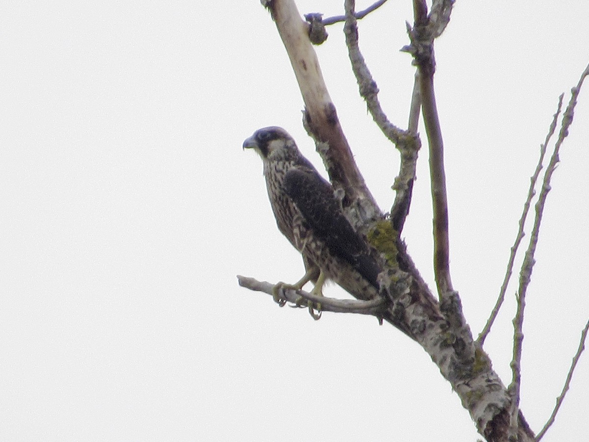 Halcón Peregrino - ML623963229