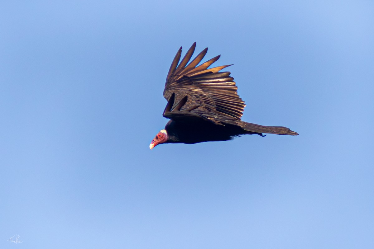 Turkey Vulture - ML623963236