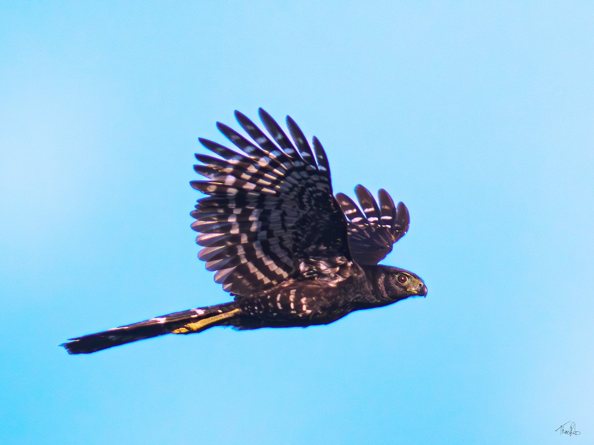 Collared Forest-Falcon - ML623963249